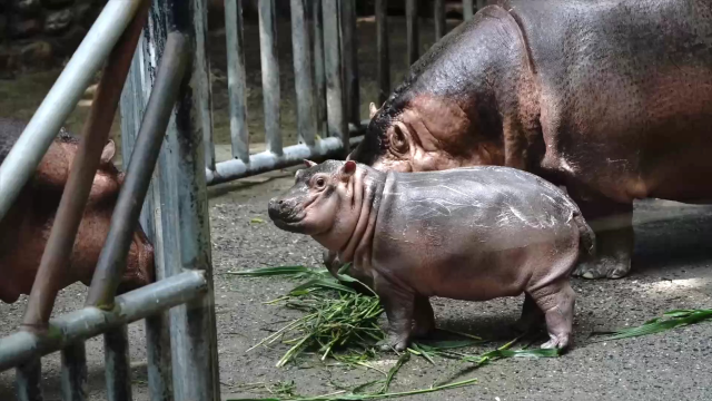 (电视通稿·国内·社会)上海动物园小河马首次与公众见面