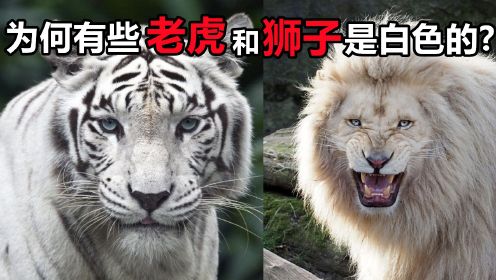 为什么有些狮子和老虎是白色的？