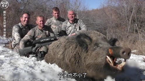 “最牛”职业猎人组团打野猪，猎到最小一只都350多斤，枪法绝了