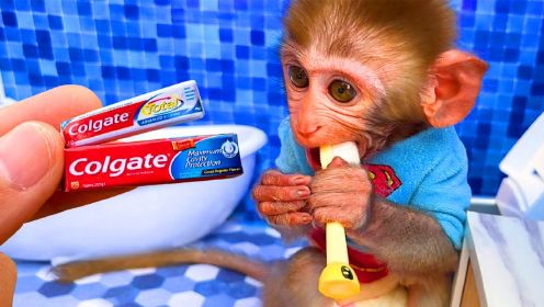 小猴子亲自用牙刷，简直太有趣了！