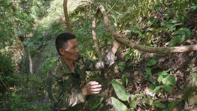 深山发现一棵巨型“野荔枝”?千万注意,很多人还不知道它的价值