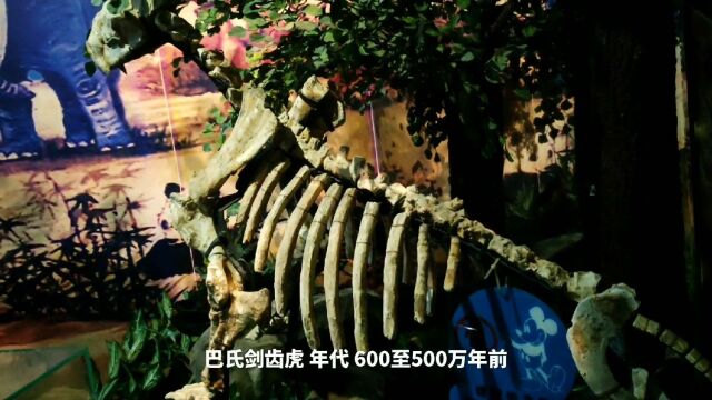 2200万年前的大唇犀 中国犀头骨 梅特兽头骨 2300万年前的古菱齿象…