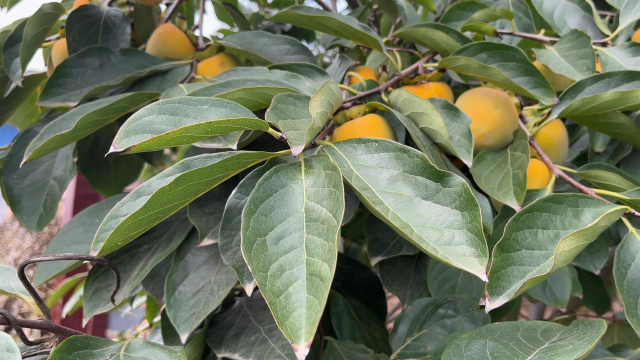 柿子叶的功效与作用(柿子叶祛斑有效果吗)