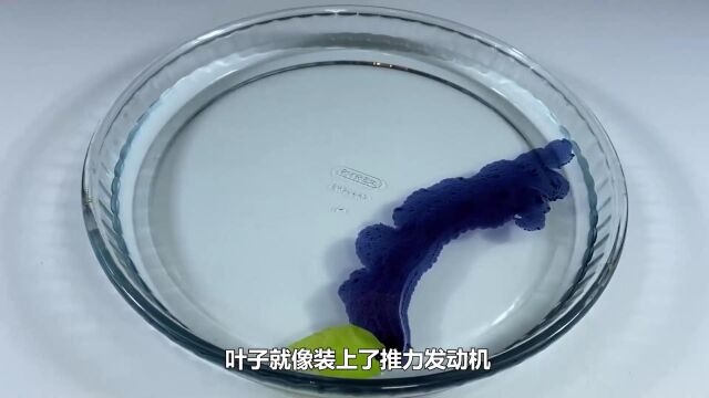 趣味实验:几个有趣的趣味科学,陪孩子一起实验