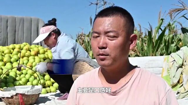 央媒关注大城!河北大城:“梨”想之光 点亮乡村振兴路