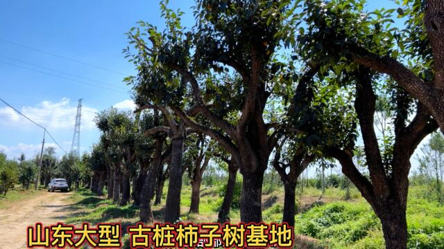 山东古桩柿子树每年都会发往全国各地,庭院吉祥树不为吃果,便宜