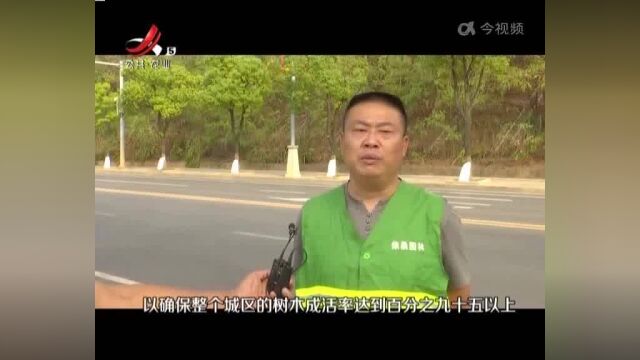 九江柴桑区:自制“水袋” 为树木补水