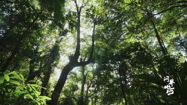 自然保护任重道远:我们守护的不是某一个物种 而是整个绿色星球