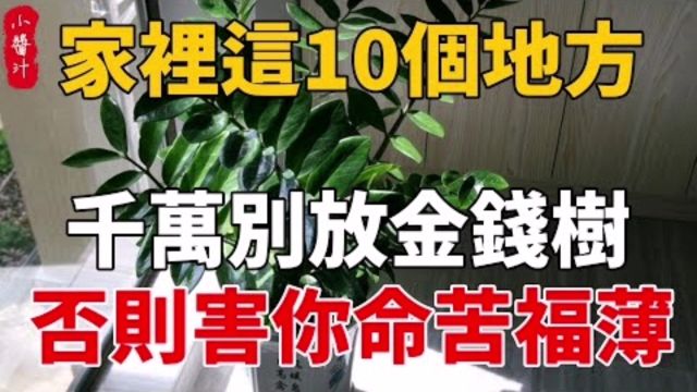 居家风水:家中10处不宜摆放金钱树,破财败运无福气!