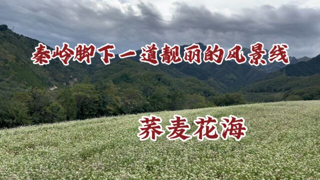 秦岭脚下的一道靓丽的风景线,漫山遍野的荞麦花还成了网红地