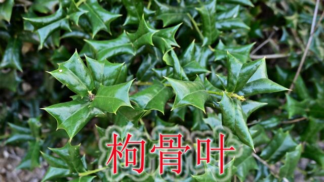 枸骨叶泡茶泡酒是个宝,当地称为“风湿”植物,哪些人群受益?