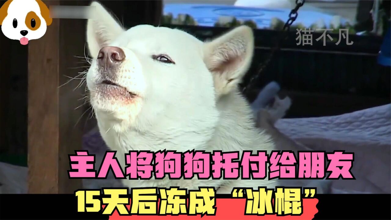 主人将狗狗托付给闺蜜，没想到16天后冻成冰棍，再见狗时嚎啕大哭_腾讯视频