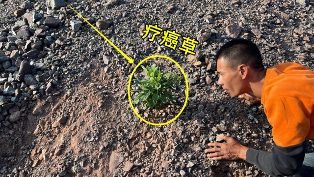 农村常见的“疗癌草”,帮佛山的朋友寻找,分享大家认识一下