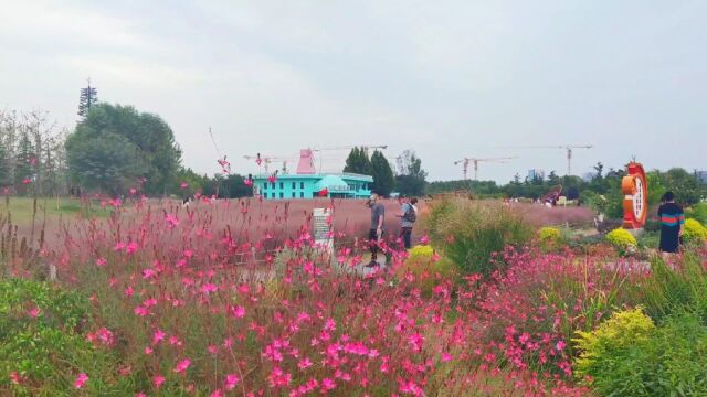 实拍郑州北龙湖湿地,每年国庆粉黛乱子草盛开,外地人跑几百公里也要来玩的网红圣地