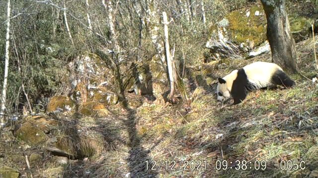 太白山自然保护区拍摄到野生大熊猫母子同框画面