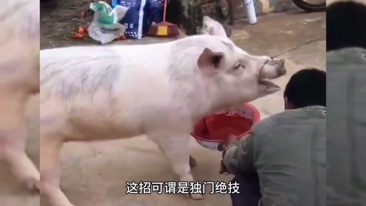 五招杀猪方式,最后两招,独门绝技世间罕见_高清1080P在线观看平台_腾讯视频