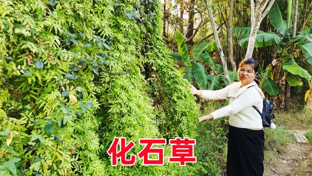 农村大名鼎鼎的金沙藤,被号称为“化石草”,用来煮鸡蛋厉害了