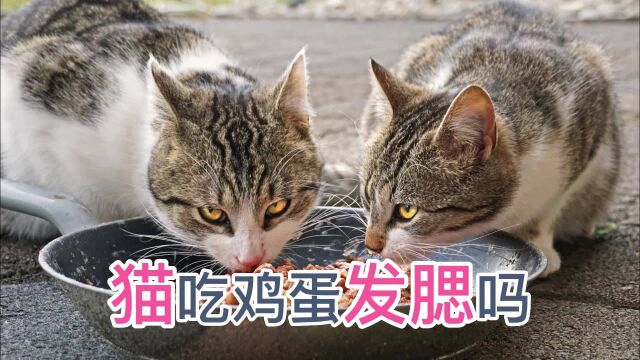 猫吃鸡蛋发腮吗