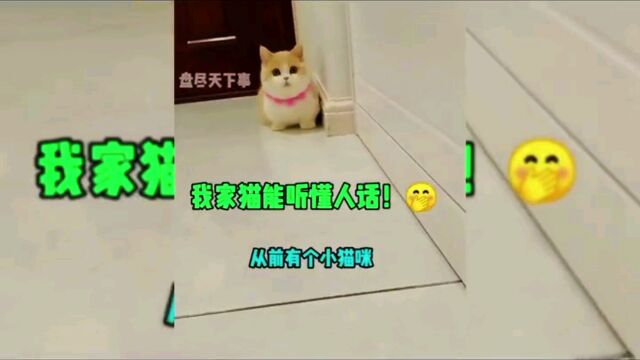 我家猫总是爱偷看我洗澡