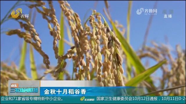 稻谷飘香,遍野金黄!曹县万亩水稻迎收获季,田间一派丰收景象