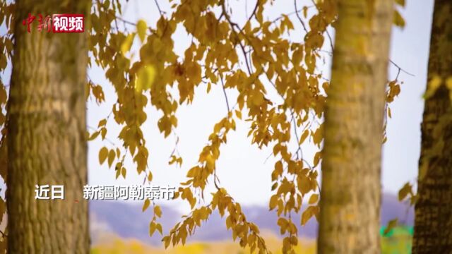 新疆阿勒泰市:宁静治愈的小城秋色