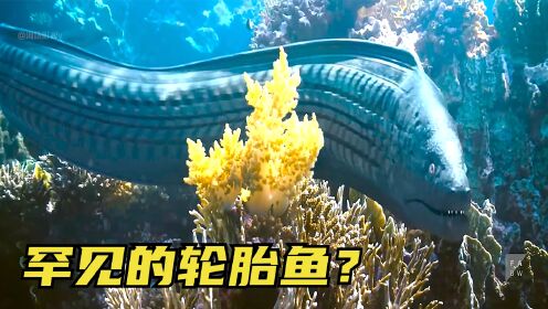 废弃垃圾融入海洋，导致生物集体发生变异，鳗鱼变成了轮胎鱼？