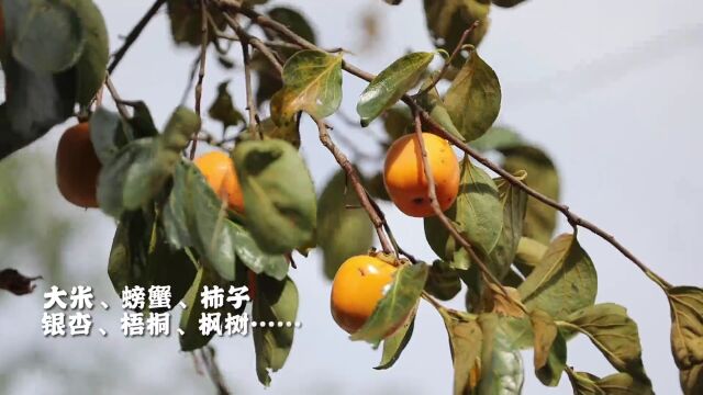 流量扶持、千元大礼,邀你来拍“崇明的秋天”