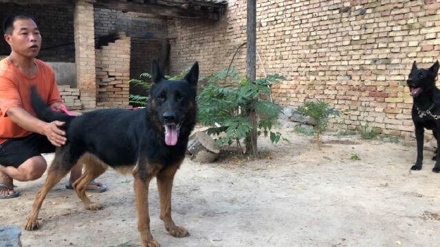 欣赏下这群东德牧羊犬,3色齐全只只凶猛,谁都不服谁