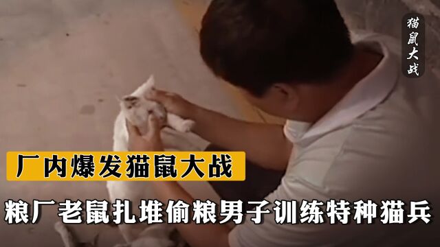 辽宁粮厂老鼠扎堆偷粮,男子训练特种“猫兵”,厂内爆发猫鼠大战