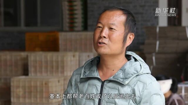 云南施甸:柿子丰收俏枝头 “柿”业红火柿农富