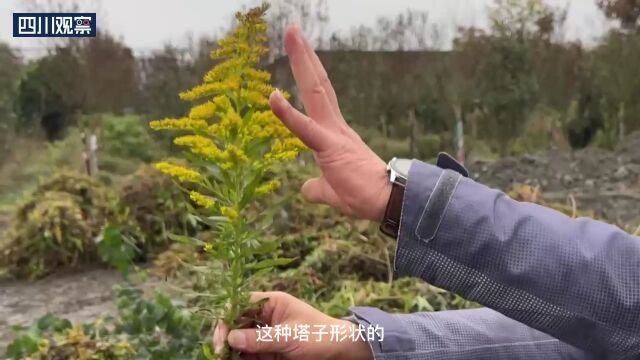 “加拿大一枝黄花”现身成都 看见这种花请上报