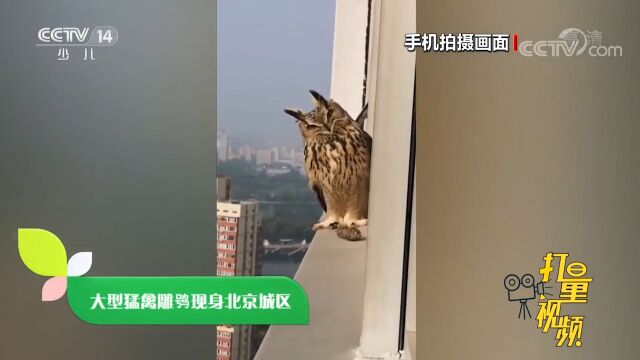 大型猛禽雕鸮现身北京城区