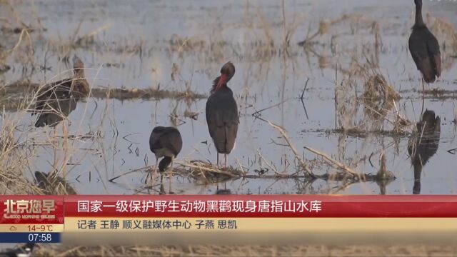 国家一级保护野生动物黑鹳现身唐指山水库