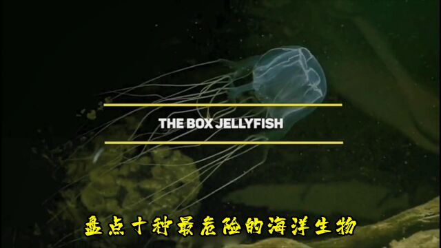 盘点十种最危险的海洋生物#深海生物#海底世界#海洋生物#神秘#涨知识#科普