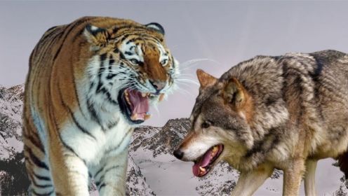东北虎VS灰狼-血腥动物大战，虎狼真正的大战！