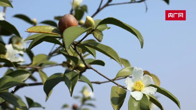 河南光山:油茶花开幸福来