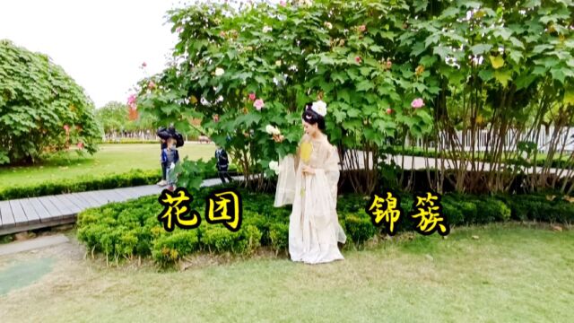 成都天府芙蓉园的芙蓉花开了,花团锦簇,芬芳馥郁