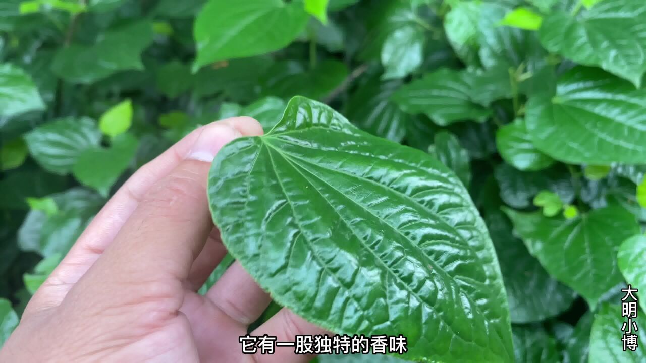 广东湛江农村常见的蛤蒌叶,天然味道很独特,煲饭做菜很香,一流_高清1080P在线观看平台_腾讯视频