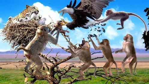愤怒的猴子攻击鹰:从尖锐的爪子拯救小猴子,鹰家族最黑暗的一天