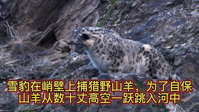 雪豹在峭壁上捕猎野山羊,为了自保山羊从数十丈高空一跃跳入河中