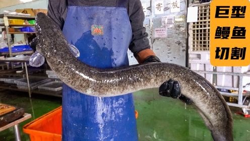 台湾巨型鳗鱼，两种不同切割技巧，制作两道不同美味