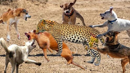 暴动！饥饿的豹子闯入村庄捕捉狗-豹子和狗之间的残酷攻击！