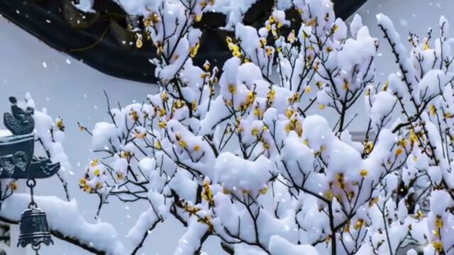 雪花纷飞才是冬天的灵魂