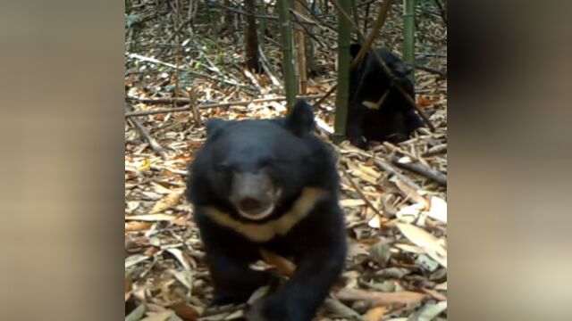 广东南岭惊现野生黑熊:首次有野生黑熊“一家三口”画面曝光