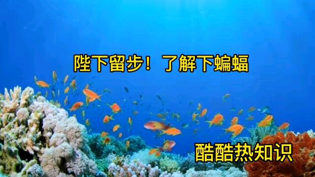 陛下留步,了解下,蝙蝠