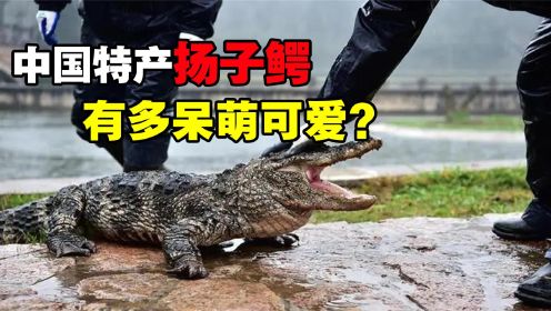鳄鱼能有多可爱？中国独有扬子鳄，堪称鳄鱼界的软萌甜心