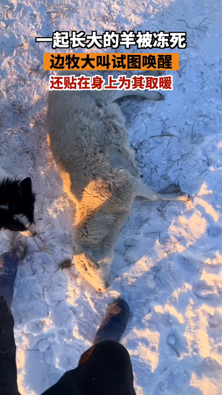 羊被冻死牧羊犬试图唤醒贴身取暖_腾讯视频