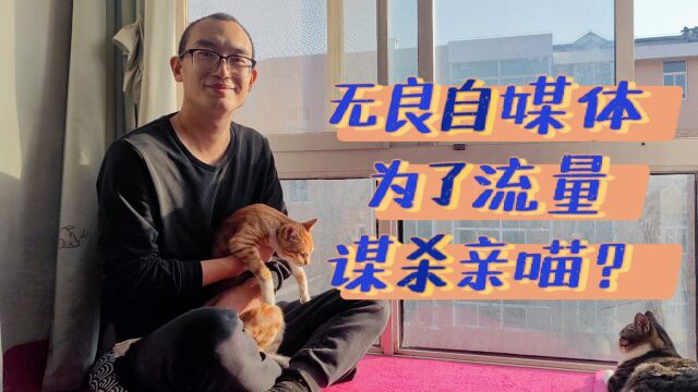 无良自媒体作者,为博取流量将猫咪丢到窗外,我到底经历了什么?