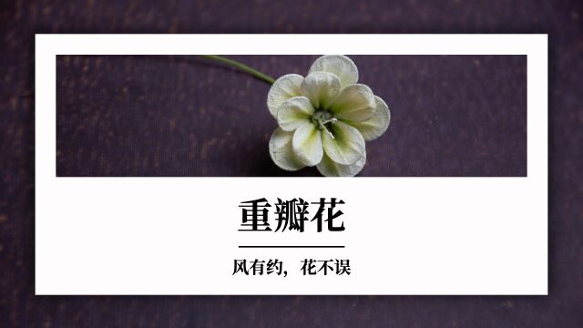 「随时学小课ⷥ悦žœ花知道」风有约,花不误:重瓣花