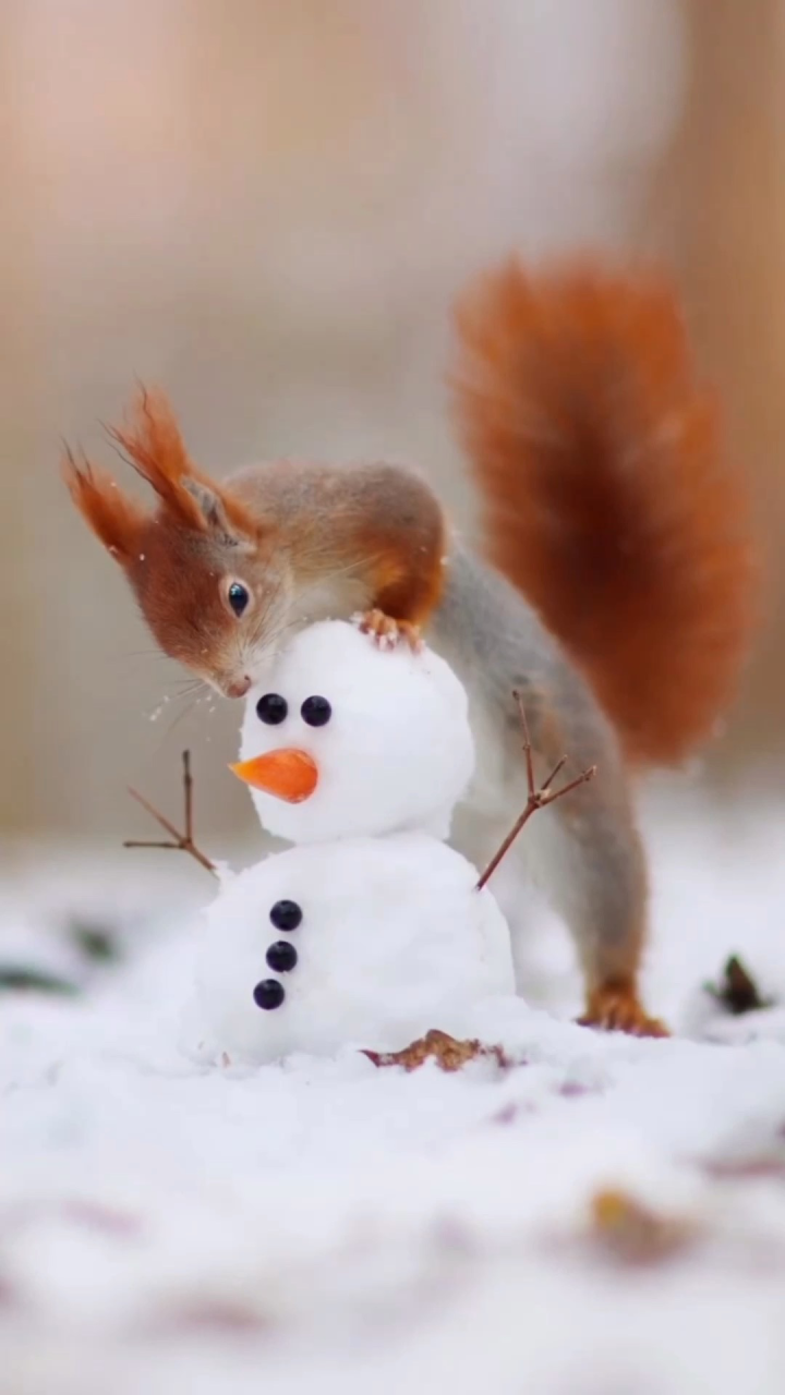 雪地松鼠与雪人的约会